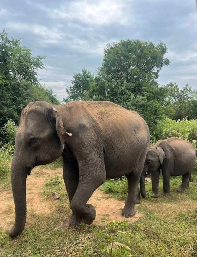 Wild Elephants in the National Parks